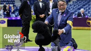 Westminster Dog Show: Sage the Miniature Poodle wins Best in Show as handler overcome with emotion