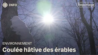 Coulée hâtive des érables | La semaine verte