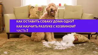 Как оставить собаку дома одну? как приучить к одиночеству? Как научить разлуке с хозяином? Часть 2