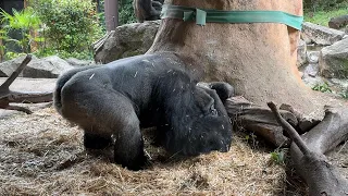 gorilla 息子にこちょこちょして遊んであげる父ハオコ【2024年‎6月2日】【上野動物園】ゴリラ💓Father Haoko playing with you