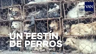 La matanza de 10.000 perros en un festival en China
