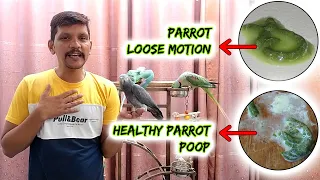 Parrot ko Motion hone ki Wajah | Urdu / Hindi | PBI Official