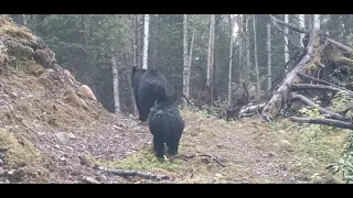Alaska Trail Cam Video. August 16, 2020