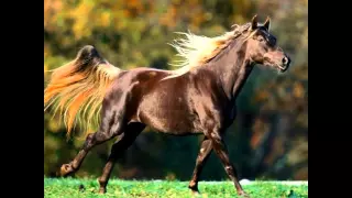Vladimir Vysotsky - Fastidious horses