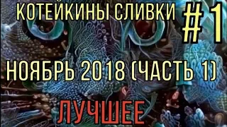 COUB лучшее приколы за ноябрь 2018 (часть 1) | coub best