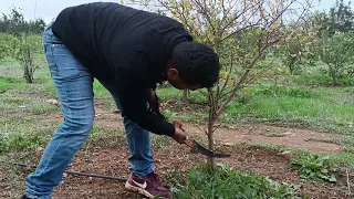 تعلم تقليم شجرة الرمان عمرها سنتين  how to prune pomegranate tree|| comment tailler un grenadier