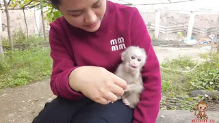 Suddenly discovered that the baby monkey was lost and cried bitterly