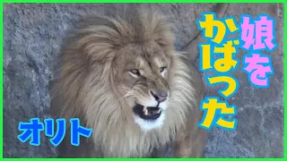 オリトパパが、娘をかばう！イオママちょっとビックリ【旭山動物園 オリトとイオ ライオンの赤ちゃん】