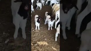 Élevage des moutons et brebis dans la région d'Addarouche