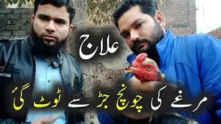 Aseel Murga Ki Nok Ka Ilaj | Treatment of Rooster's Broken Beak