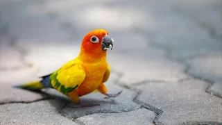 Funny parrots – Funny parrot compilation