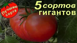 Урожайные семена томатов - гигантов. (лучшие сорта томатов)