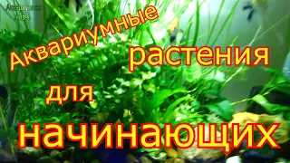 Аквариумные растения для начинающих