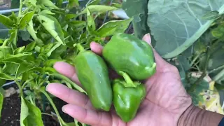 MINI HARVEST: COLOSSAL GRATITUDE ❤️🥬🍅🌿🫛🫑🌶️🥒🧅