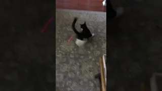 Laser Cat Tornado