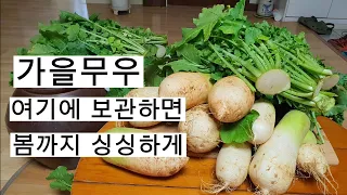 가을무 쌀포대 여기에 보관하면 내년 봄까지 바람들지않고 싱싱하게#주말농장 #김장#일꾼tv#아이스박스#