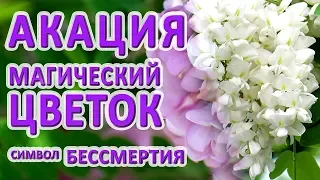 ШИКАРНО Акация белая, музыка для души//белой акации гроздья душистые/цветы акации видео 4к Logashev