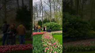 Keukenhof 🌺 - The busiest place in the Netherlands 🇳🇱