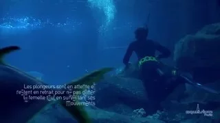 Naissance en direct d'un requin à l'Aquarium de Paris