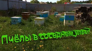 Профессор Кашковский: Пчелы могут работать в соседнем улье?