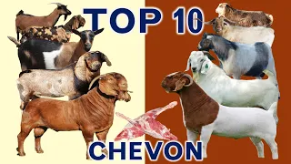 The Top 10 Highest Daily Gain Weight of Goat Meat Breeds in the World | Birth Age to Weaning Age