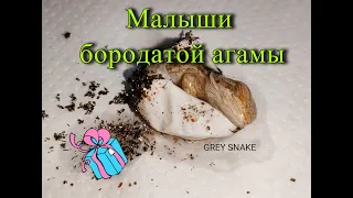 Малыши бородатой агамы | bearded agama babies!