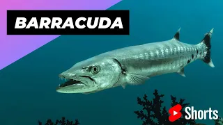 Barracuda 🐟 One Of The Most Dangerous Ocean Creatures In The World #shorts
