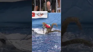 Twiggy the Waterskiing Squirrel and MOA