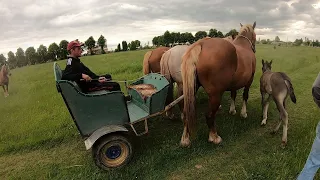 😲 О ЦЕ ТАК УПРЯЖКА/Коні Ваговози/Коні в Україні//Львівщина