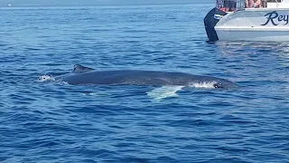 Горбатые киты в Доминикане. 9 блестящих сезонов с Чао Какао Тур.