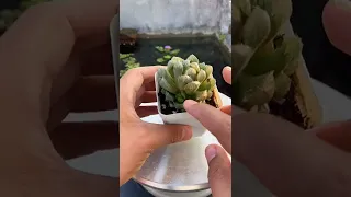 Propagate succulents #shorts #suculentas  #다육이들 #多肉植物 #succulents #plants #propagate