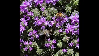 BEE HAPPY KALYMNOS ΜΕΤΑΦΟΡΑ ΣΤΑ ΘΥΜΑΡΙΑ... ΝΕΟ ΜΕΛΙΣΣΟΚΟΜΕΙΟ