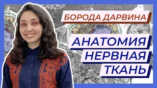 Анатомия. Нервная ткань — ЦТ, ЕГЭ, ЗНО, ЕГЭ