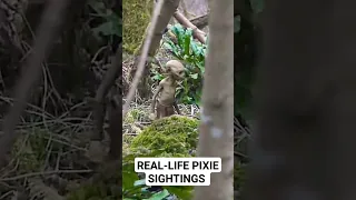 Real-life Pixie Sightings |Filmed by Erwin Saunders #fairies #gardening #thepixies #mythicalcreature