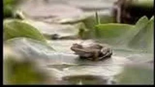 Oregon Spotted Frog tagging (old upload)