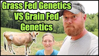 Grass Fed Genetics VS Grain Fed Genetics