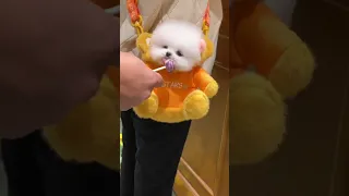 Tik Tok Chó Phốc Sóc Mini 😍 Funny and Cute Pomeranian15#shorts
