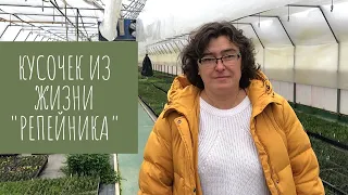 Кусочек из жизни "Репейника". (видео отчёт за ноябрь)