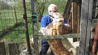 Встреча с собаками после месяца разлуки.   Meeting with dogs after a month of separation.