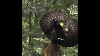 Райская птица Австралии / Bird of Paradise Australia