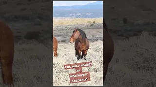 The wild horses of Northwest Colorado