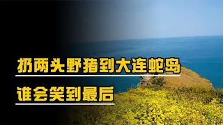 大连蛇岛两万毒蛇，扔两头野猪进去，是野猪被毒死还是毒蛇被吃光