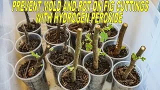 Prevent Mold and Rot on Fig Cuttings with Hydrogen Peroxide