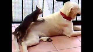 !! BEST FUNNY ANIMALS COMPILATION  part 1