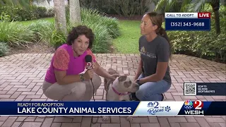 WESH 2 the Rescue: Meet sweet Mary Jo, who's ready to find a forever home