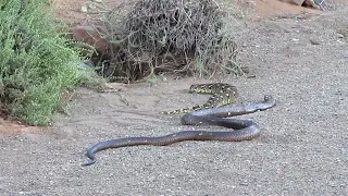 Rare Encounter: Cape Cobra vs. Puff Adder