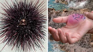 The Most Bizarre Creatures Recently Discovered