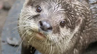 Otterly Brilliant! Training Asian Small-Clawed Otters