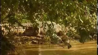 Kinabatangan River: Saltwater Crocodile (Crocodylus porosus) basking on the bank.