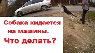 Собака кидается на машины. Что делать?